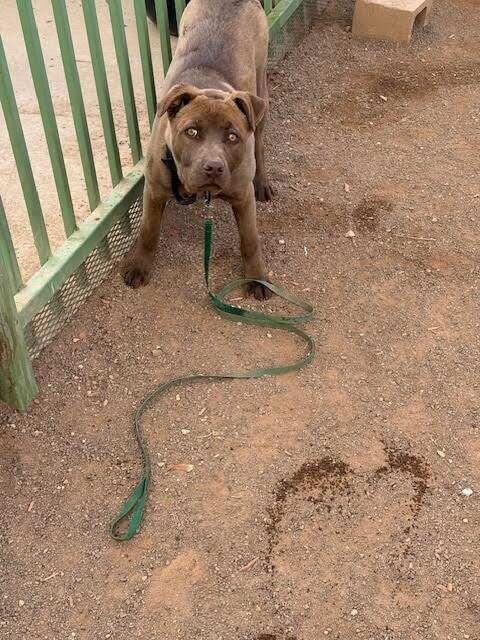 Enlarge Sydney, a Adoptable Mixed Breed in Hobbs, NM image 6/6