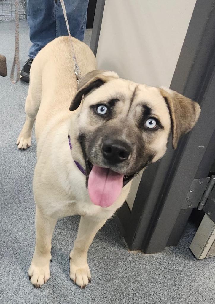 Enlarge Lisa, a Adoptable mixed breed in Sapulpa, OK image 1/1