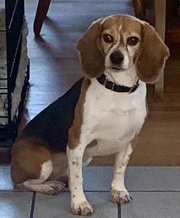 Enlarge Muffin, a Adopted Beagle in South Plainfield, NJ image 1/1