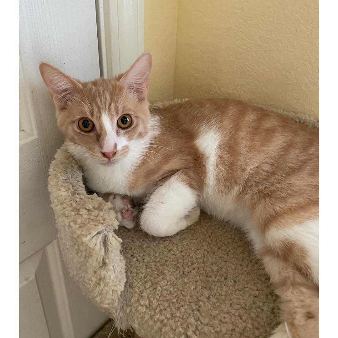 Koa, ADOPTABLE, Kitten Male Domestic Short Hair.