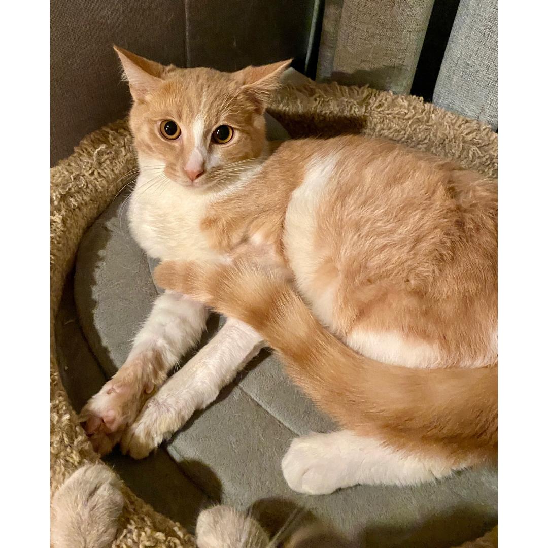 Enlarge Koa, a ADOPTABLE Domestic Short Hair in Morgan Hill, CA image 5/6