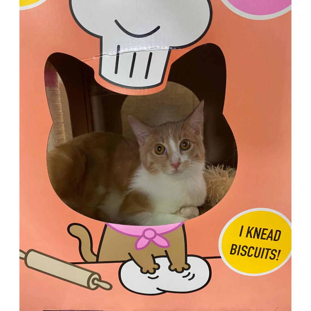 Enlarge Koa, a ADOPTABLE Domestic Short Hair in Morgan Hill, CA image 4/6