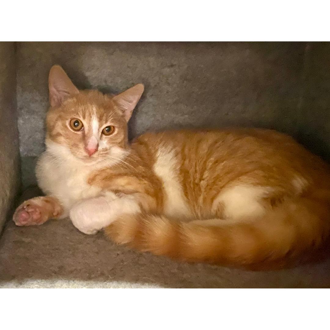 Enlarge Koa, a ADOPTABLE Domestic Short Hair in Morgan Hill, CA image 3/6