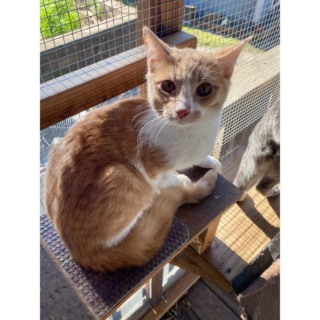 Enlarge Koa, a ADOPTABLE Domestic Short Hair in Morgan Hill, CA image 2/6