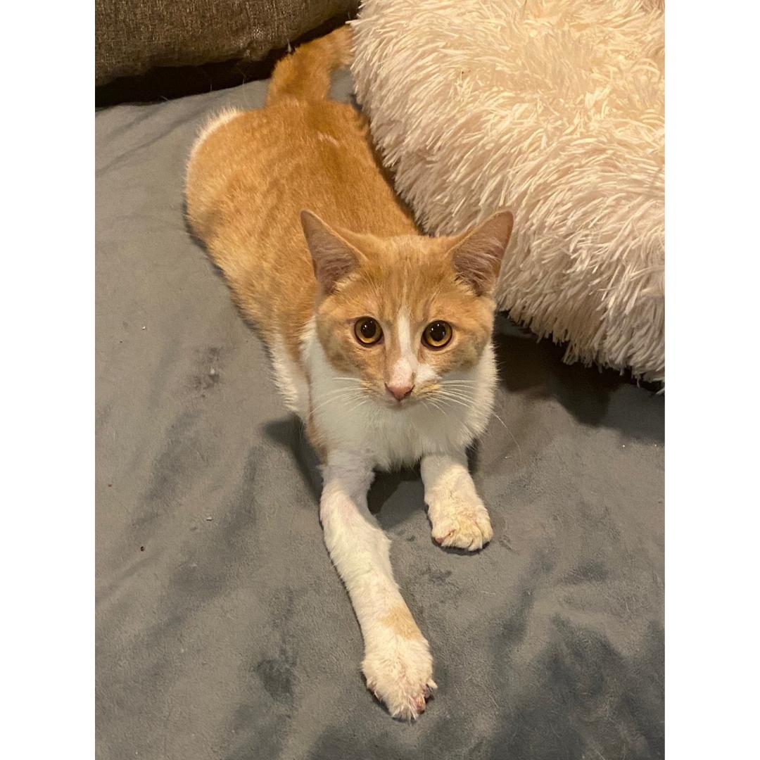 Enlarge Koa, a ADOPTABLE Domestic Short Hair in Morgan Hill, CA image 6/6