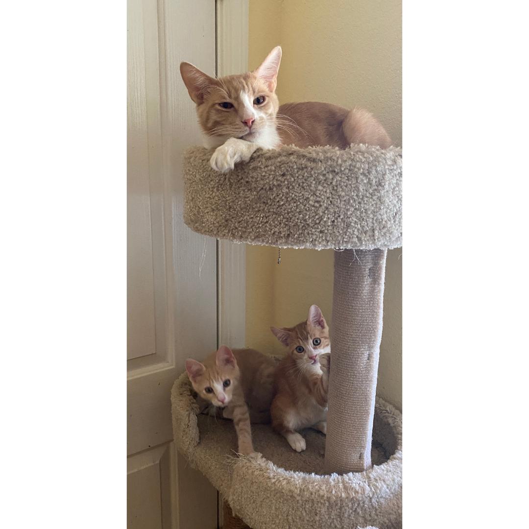 Koa, a ADOPTABLE Domestic Short Hair in Morgan Hill, CA image 3/6