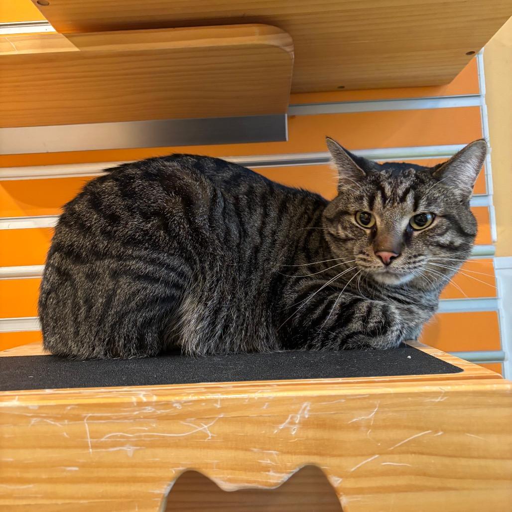 Enlarge Shadyy, a Adoptable Domestic Short Hair in Washington Township, OH image 1/2