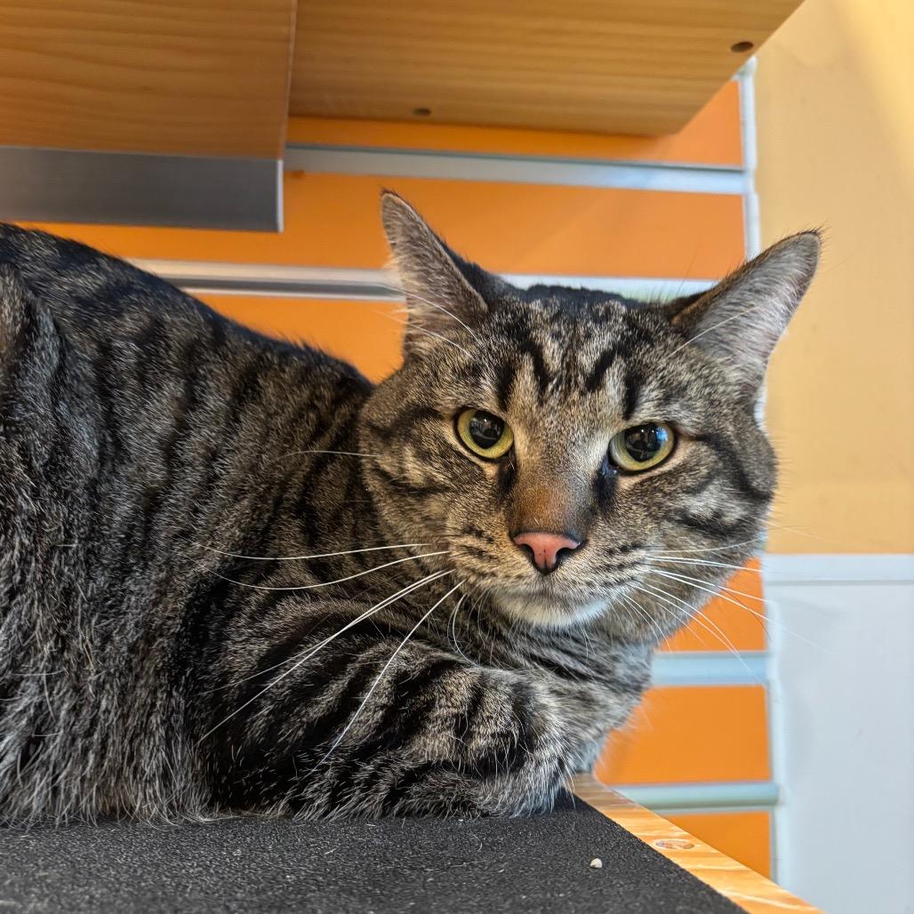 Enlarge Shadyy, a Adoptable Domestic Short Hair in Washington Township, OH image 2/2