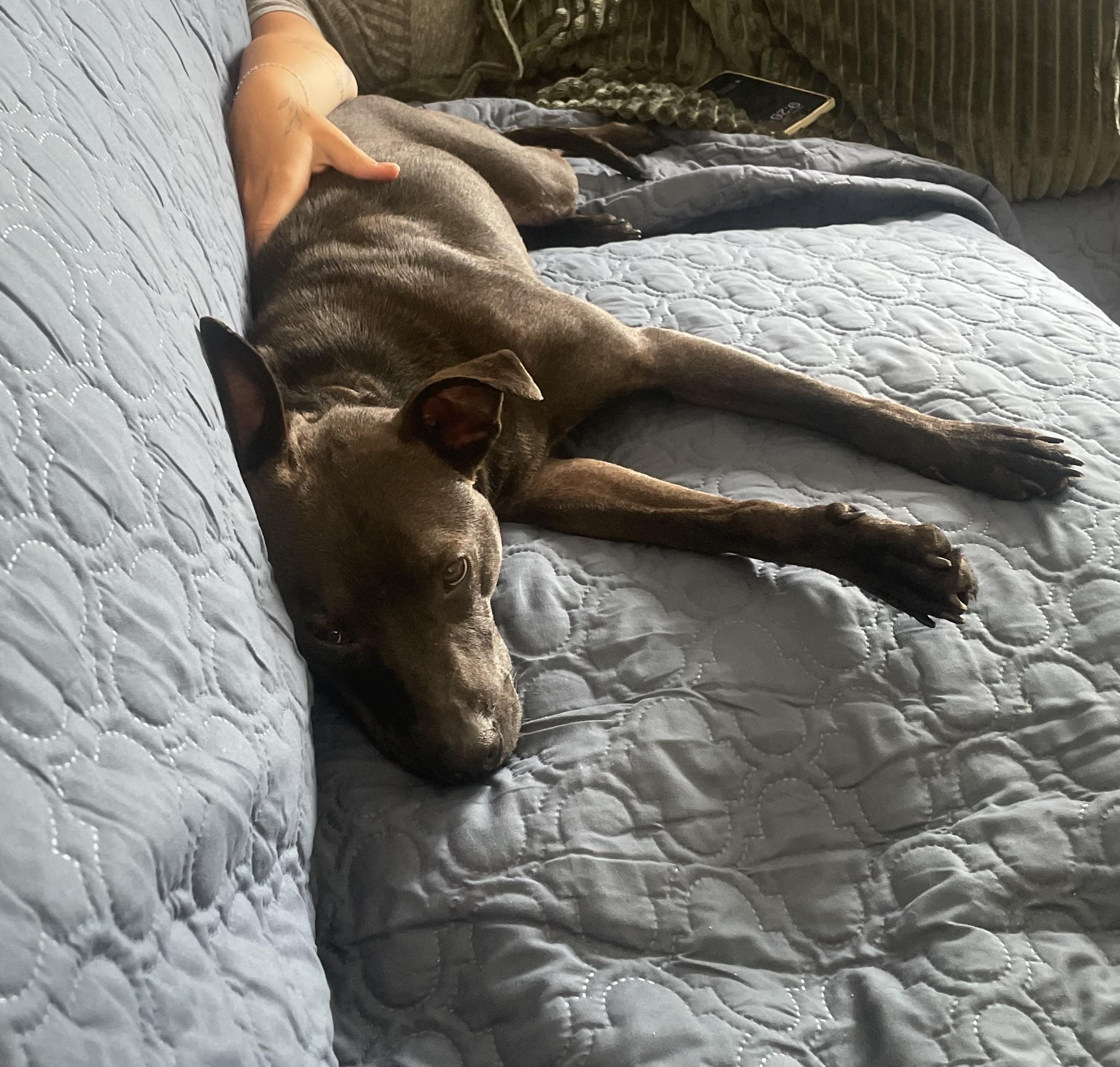 Gravy (LK- Fostered in New England) photo 3