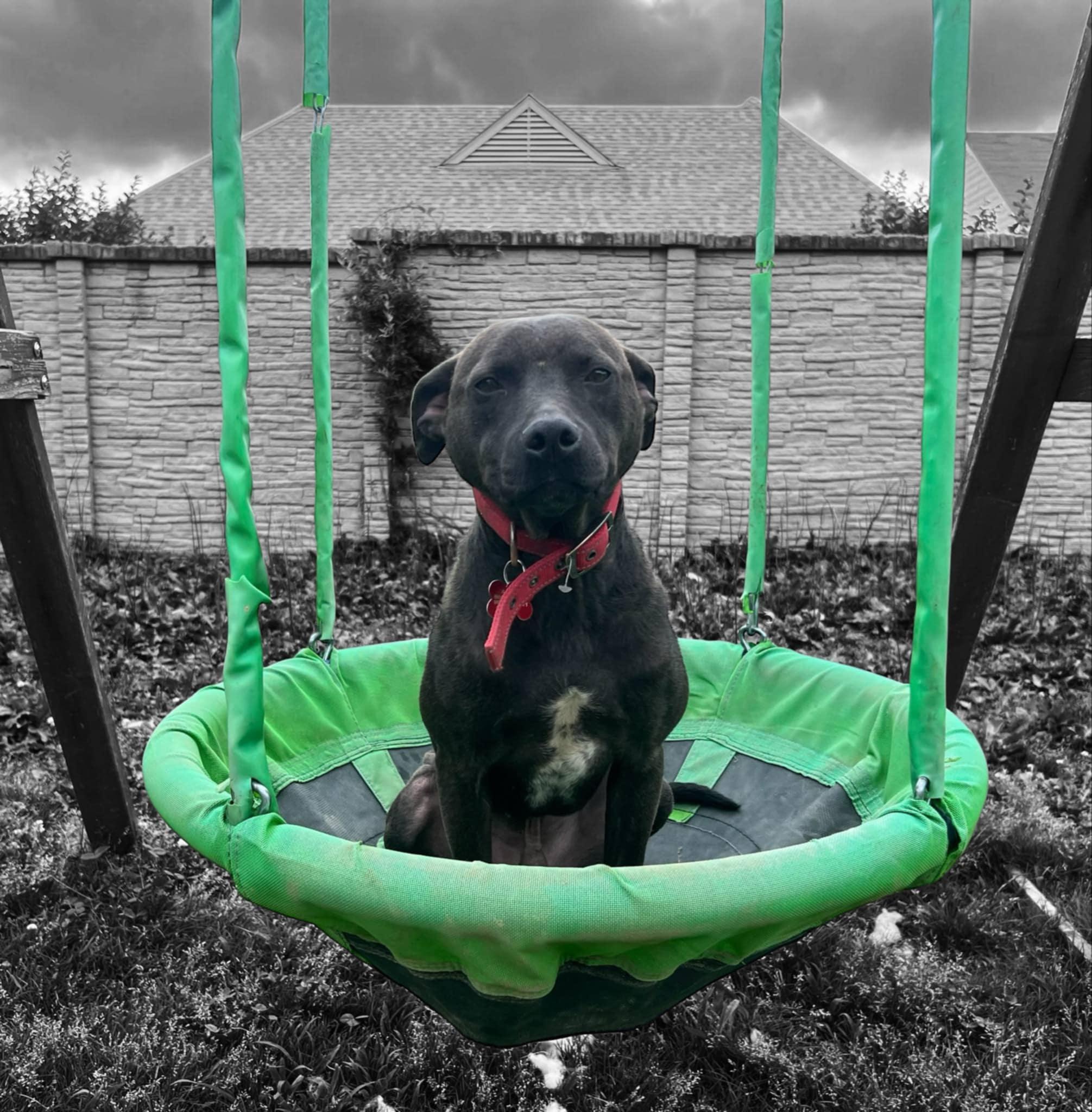 Gravy (LK- Fostered in New England) photo 4