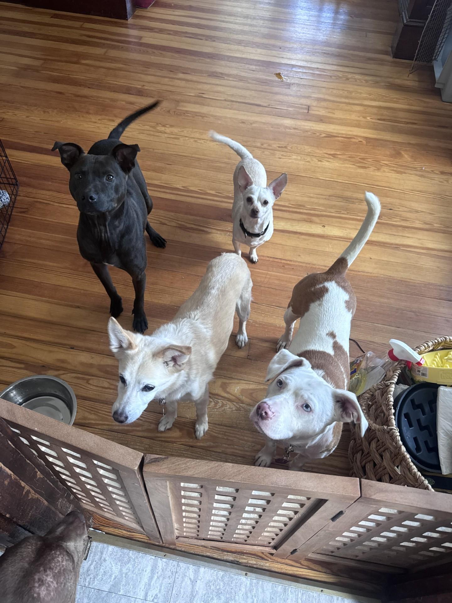 Gravy (LK- Fostered in New England) photo 6