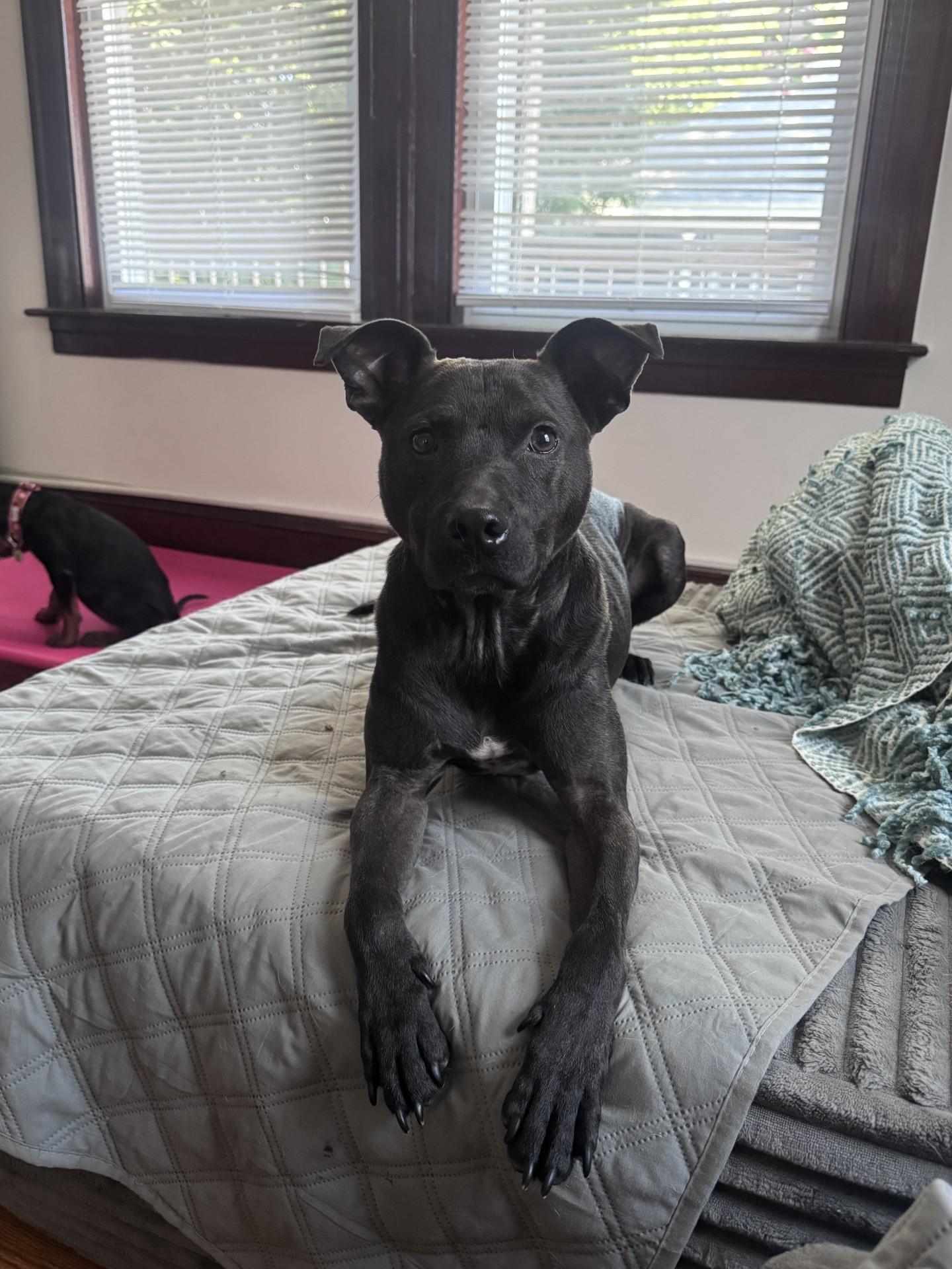 Gravy (LK- Fostered in New England), Adult Male unknown