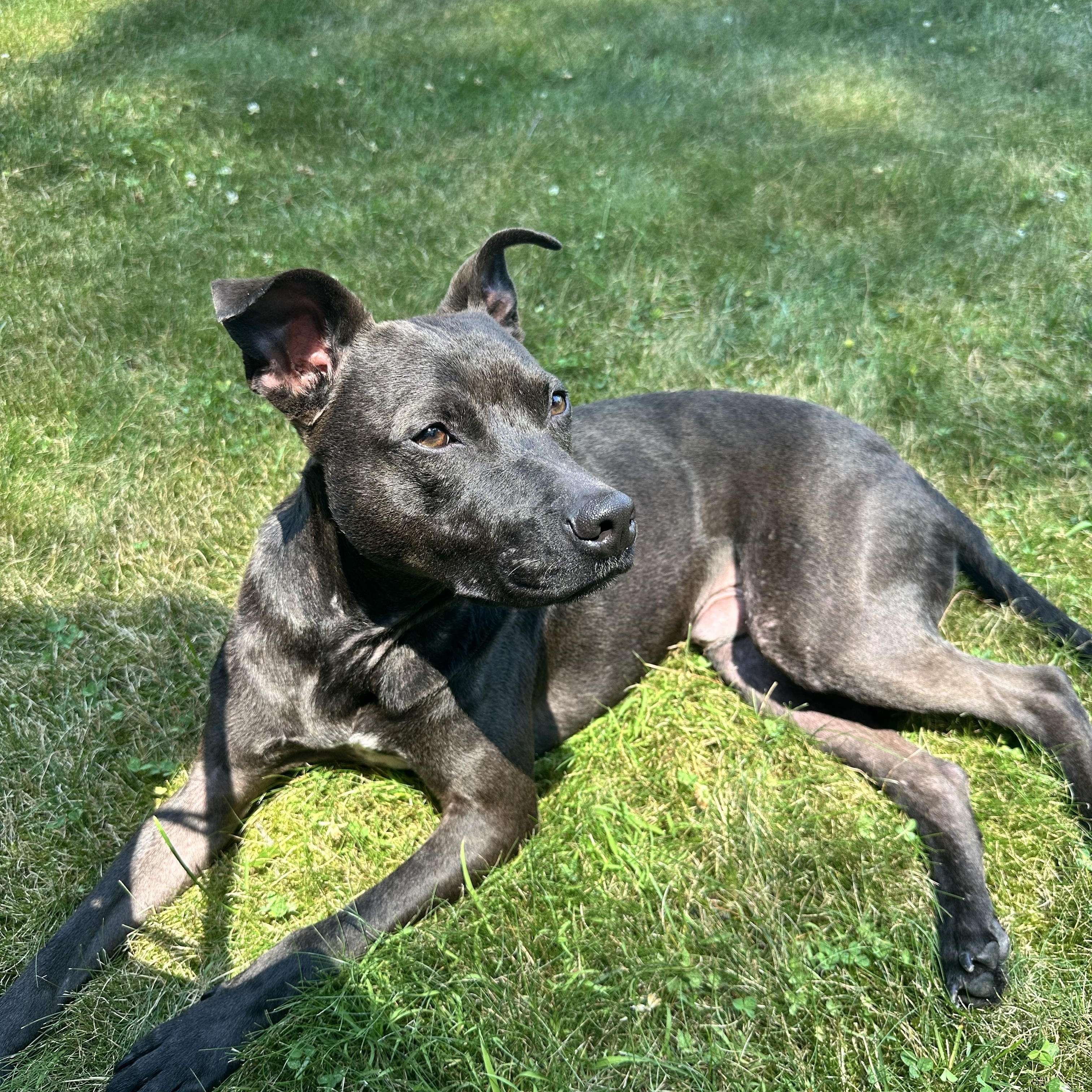 Gravy (LK- Fostered in New England) photo 2