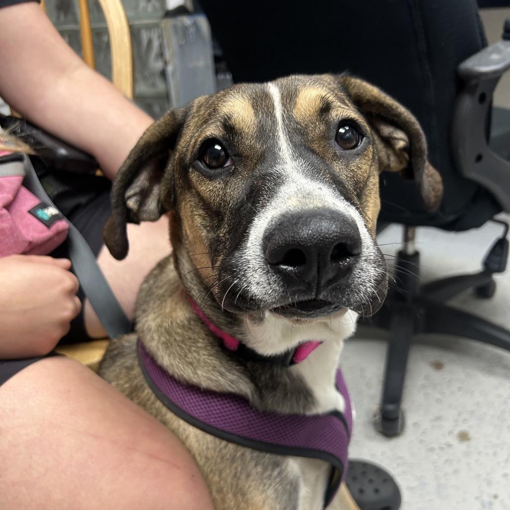Haley, Adoptable, Young Female Mixed Breed.