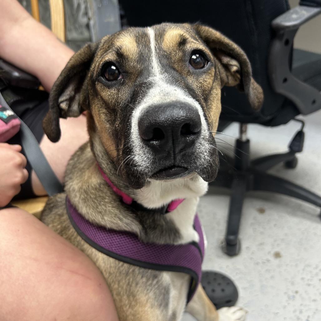 Enlarge Haley, a Adoptable Mixed Breed in Uniontown, PA image 2/3