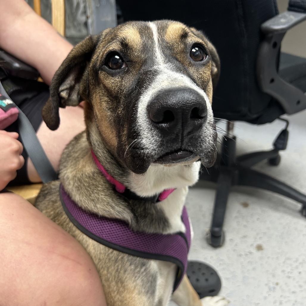 Enlarge Haley, a Adoptable Mixed Breed in Uniontown, PA image 3/3