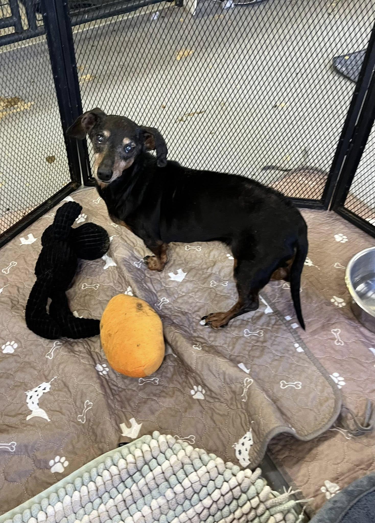 Mable, Adoptable, Senior Female Dachshund.