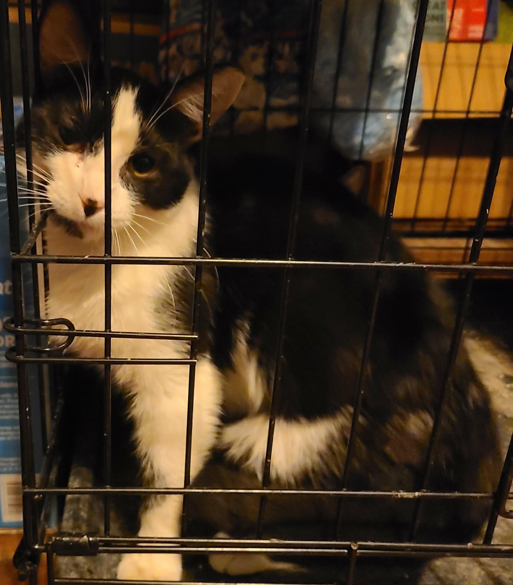 Dixie, ADOPTABLE, Young Female Domestic Short Hair.