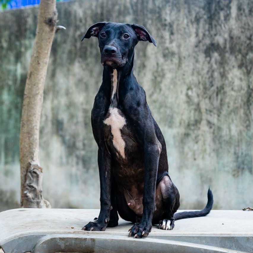 Pepe, a ADOPTABLE mixed breed in New York, NY image 1/6
