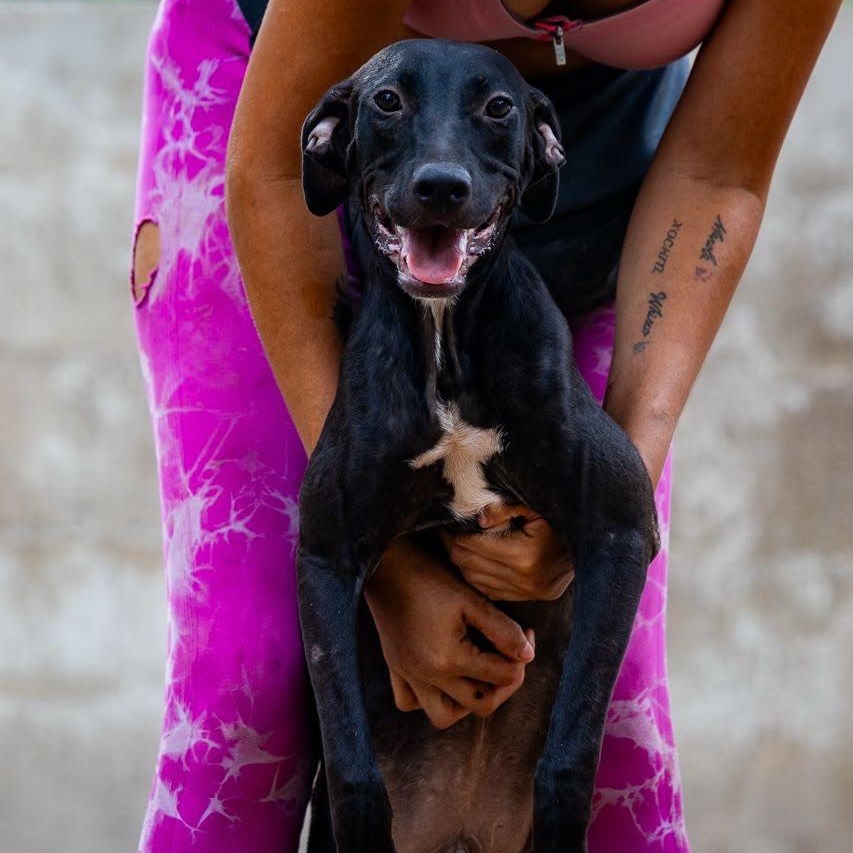 Pepe, a ADOPTABLE mixed breed in New York, NY image 2/6