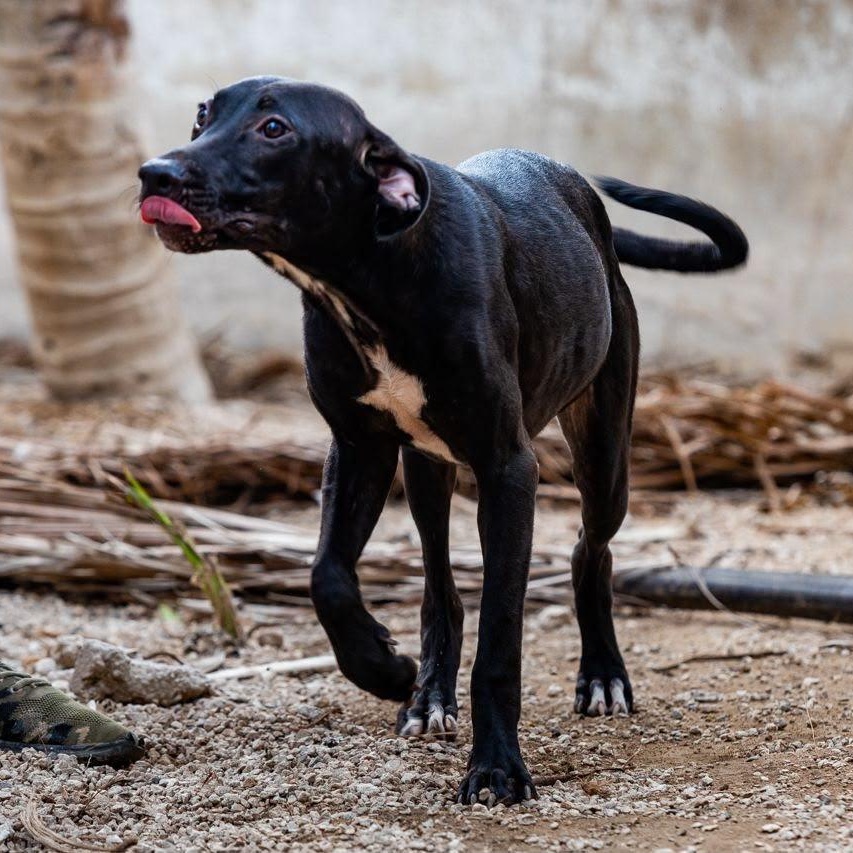 Pepe, a ADOPTABLE mixed breed in New York, NY image 5/6