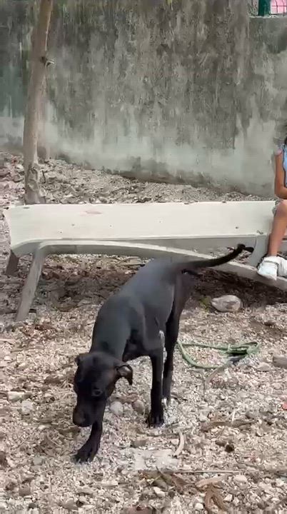 Enlarge Pepe, a ADOPTABLE mixed breed in New York, NY video 4/6
