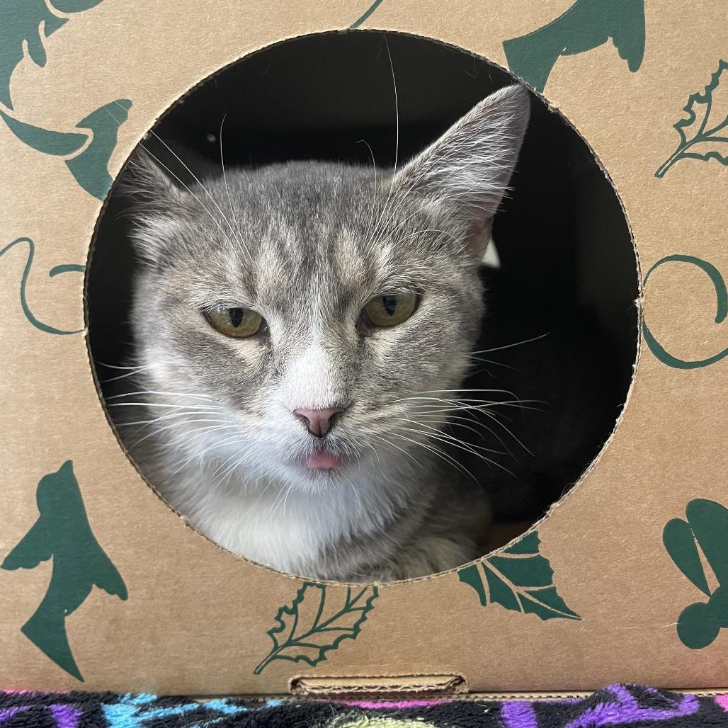 Ellie, Adoptable, Adult Female Domestic Short Hair.