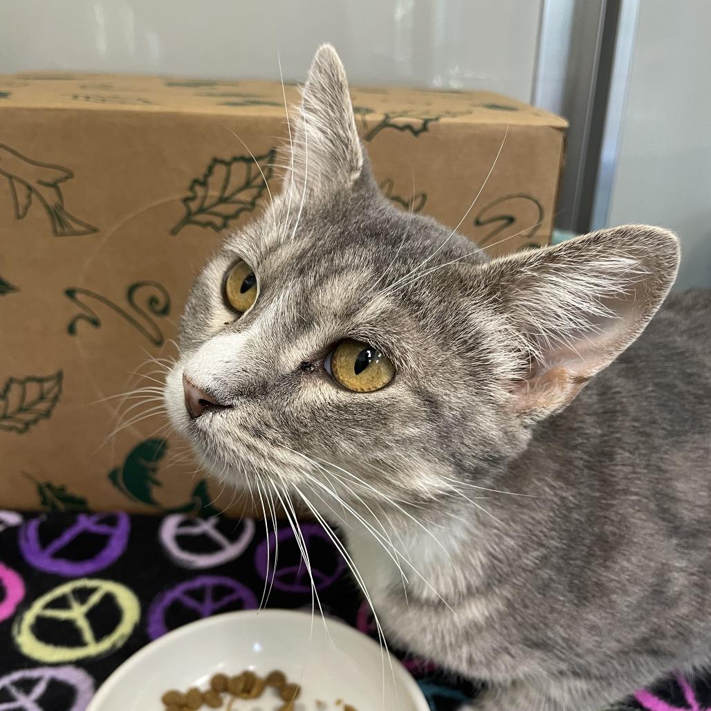 Enlarge Ellie, a Adoptable Domestic Short Hair in Saint Charles, MO image 2/3