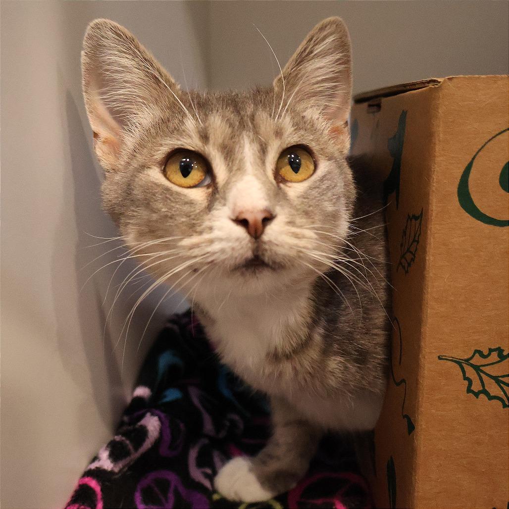 Enlarge Ellie, a Adoptable Domestic Short Hair in Saint Charles, MO image 3/3