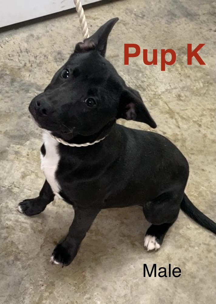 Enlarge Pup K, a ADOPTABLE Mixed Breed in Pomeroy, OH image 1/2