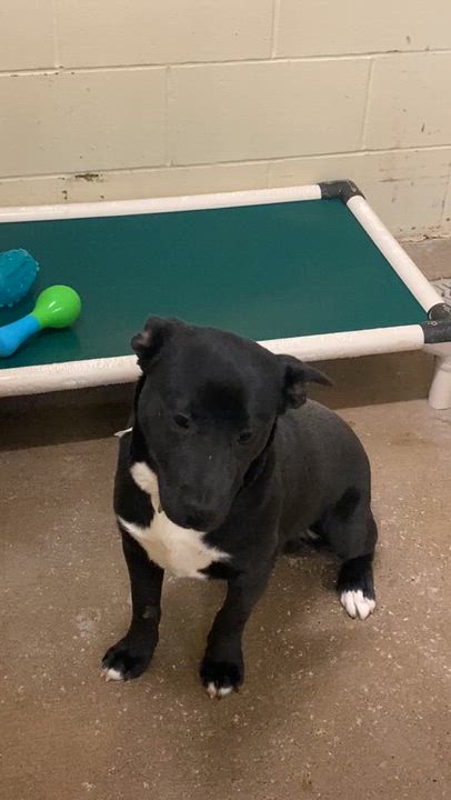 Enlarge Pup K, a ADOPTABLE Mixed Breed in Pomeroy, OH video 2/2