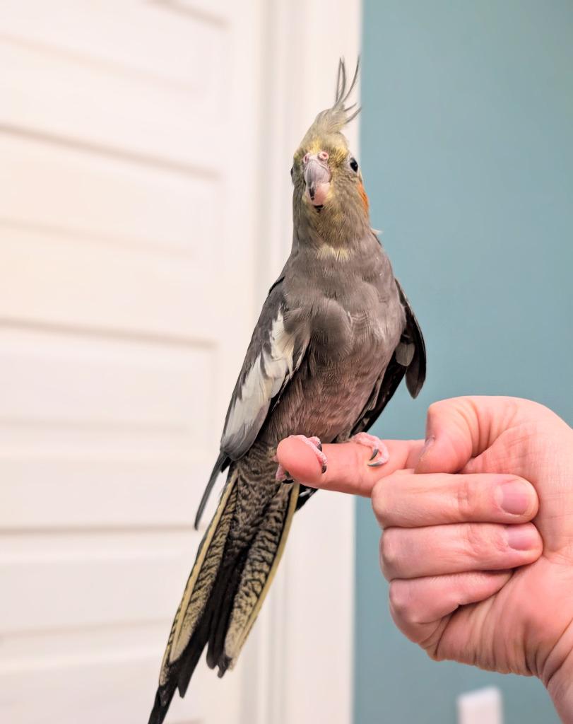 Enlarge Bonnie, a Adoptable Cockatiel in Ballwin, MO image 2/4
