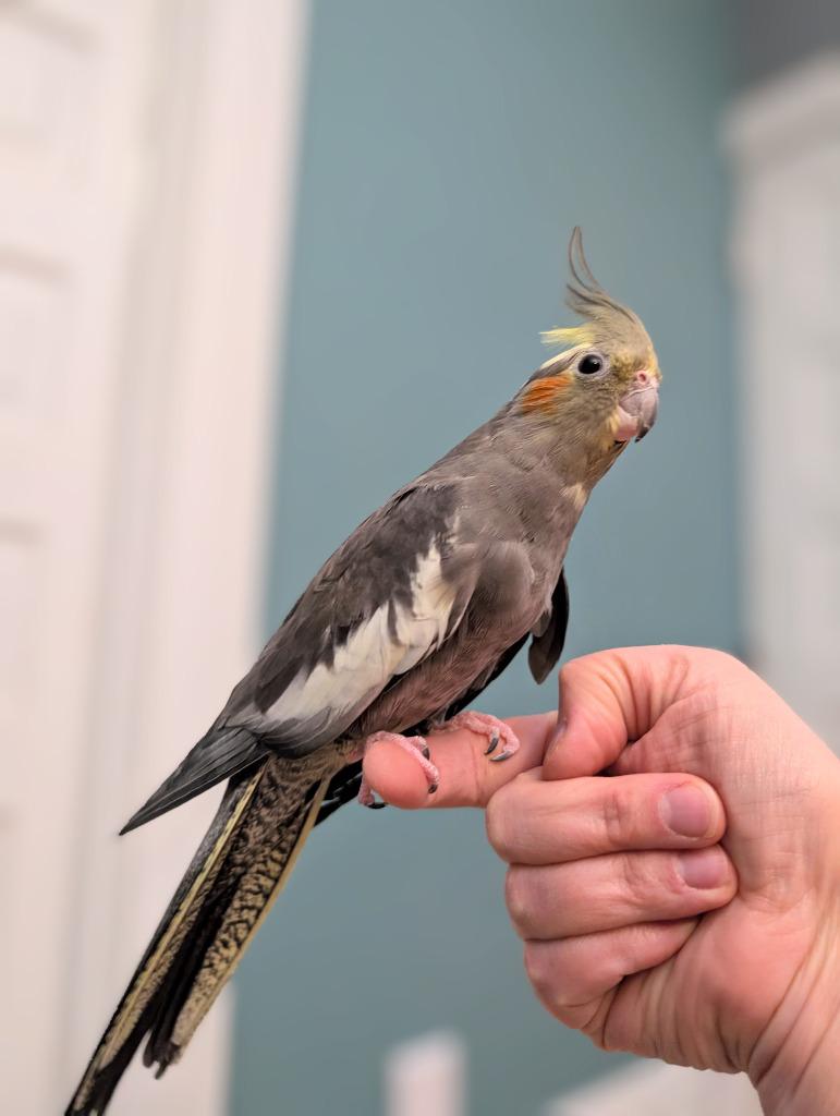 Enlarge Bonnie, a Adoptable Cockatiel in Ballwin, MO image 3/4