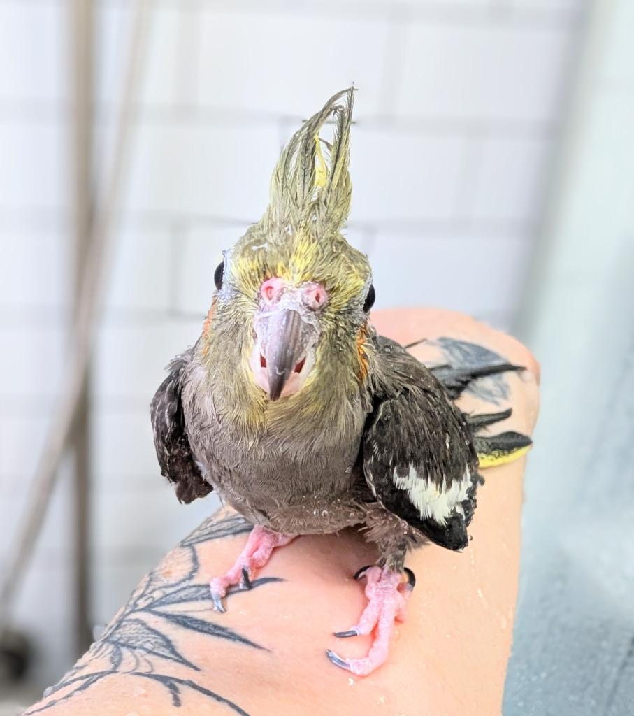Bonnie, a Adoptable Cockatiel in Ballwin, MO image 1/4