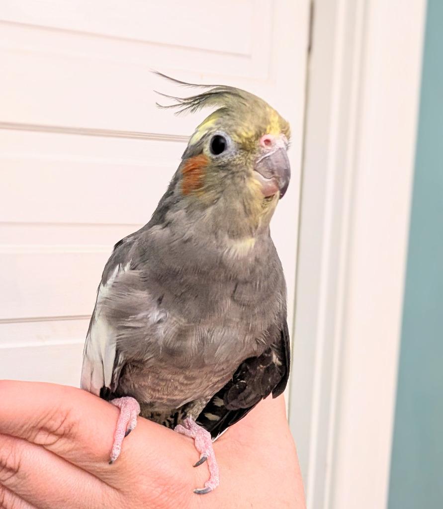 Bonnie, a Adoptable Cockatiel in Ballwin, MO image 4/4