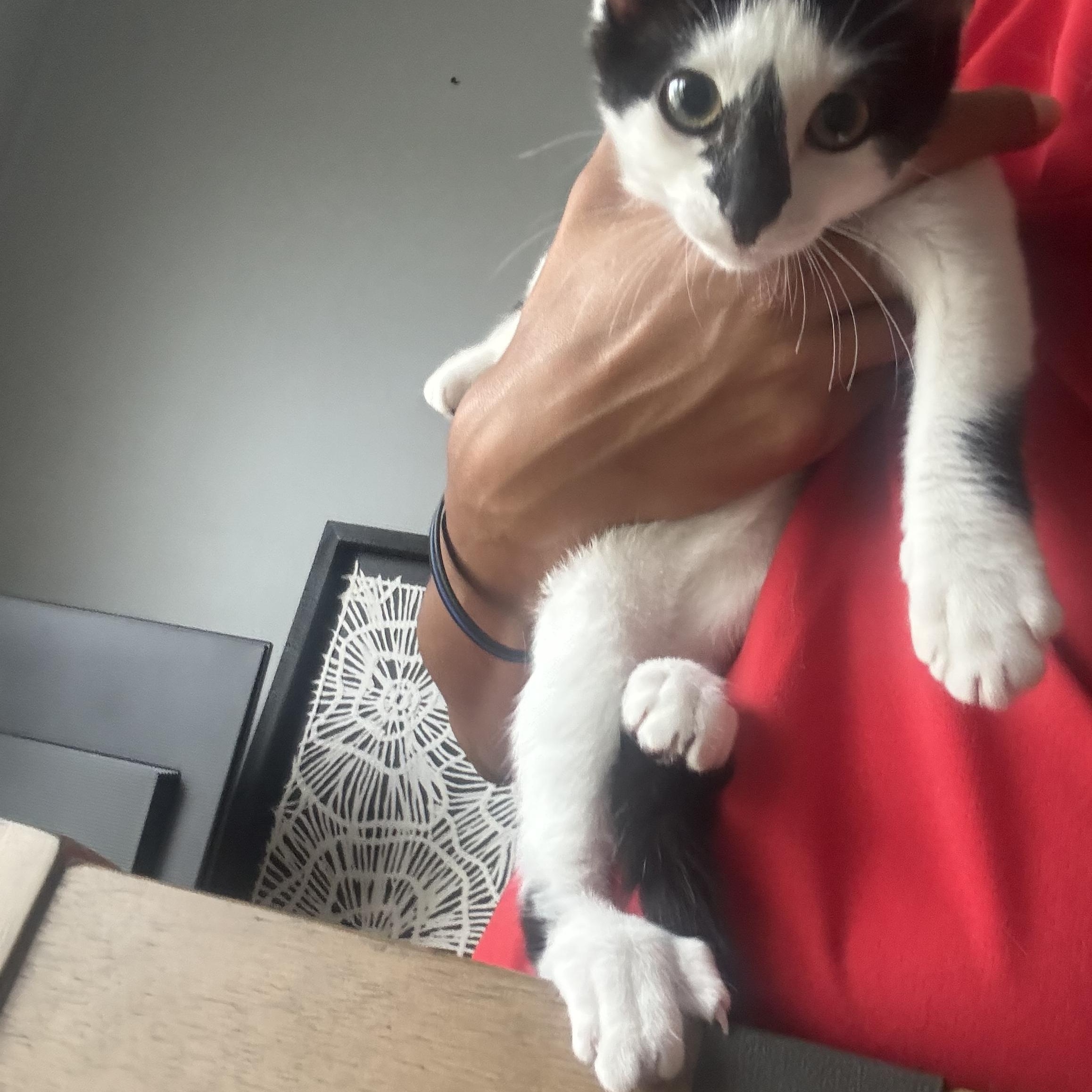 Enlarge Millie, a Adoptable Domestic Short Hair in Lemont, IL image 3/6