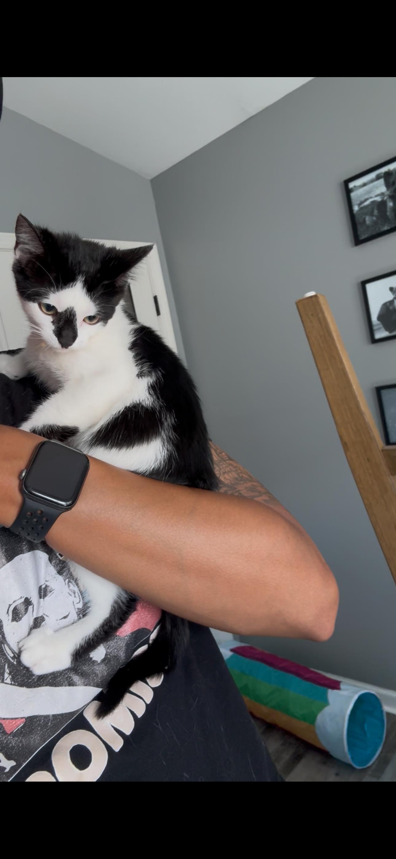 Enlarge Millie, a Adoptable Domestic Short Hair in Lemont, IL image 2/6