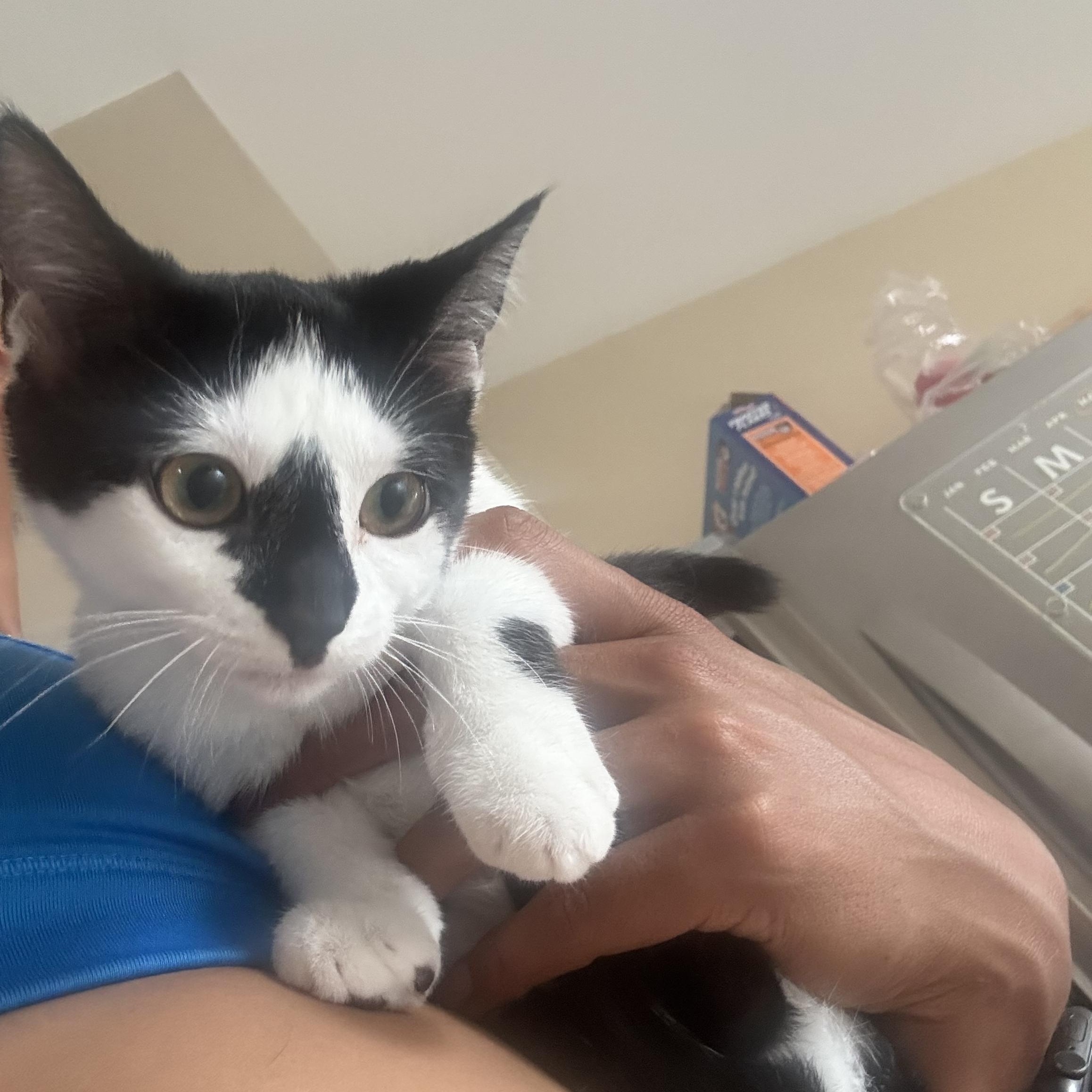Enlarge Millie, a Adoptable Domestic Short Hair in Lemont, IL image 5/6