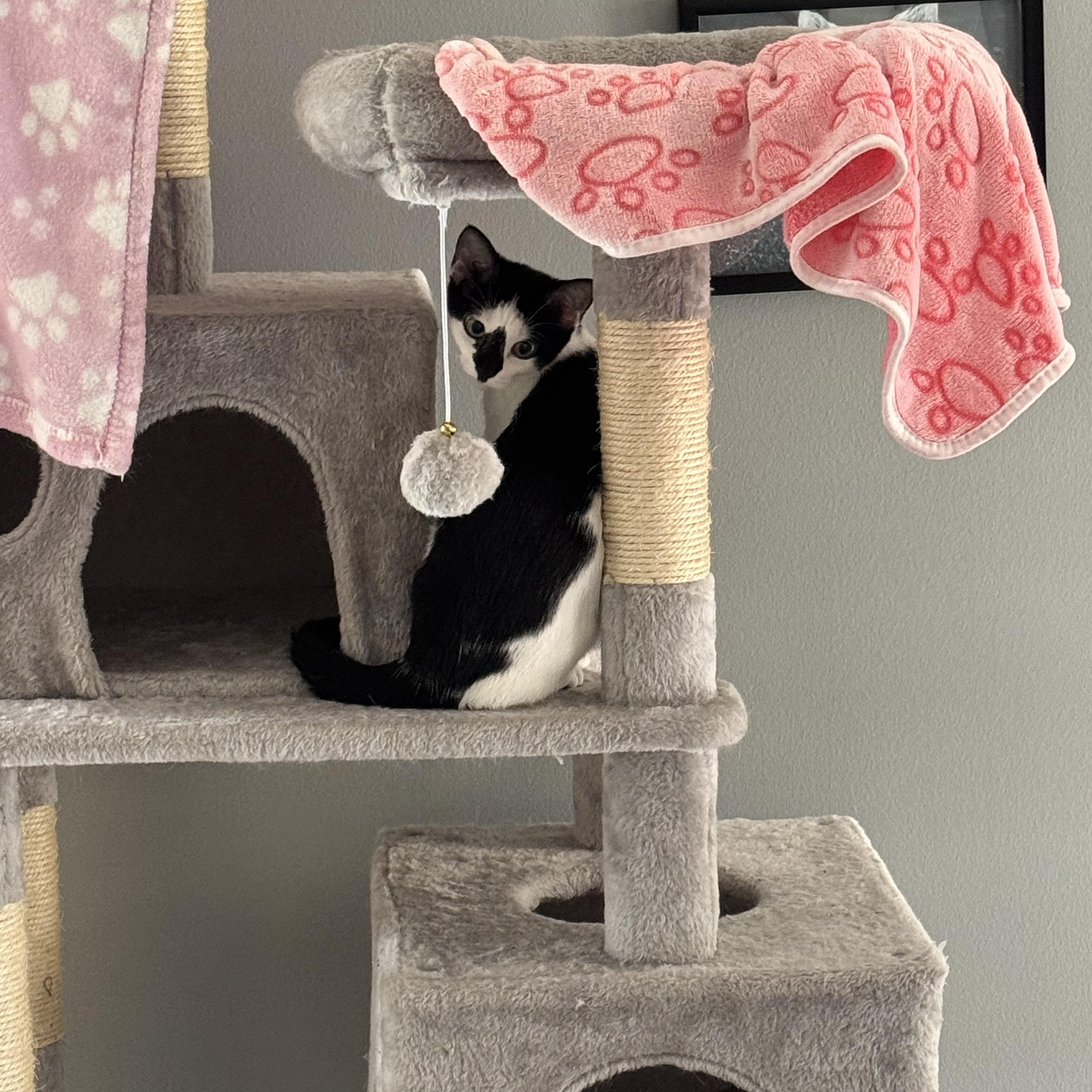 Enlarge Millie, a Adoptable Domestic Short Hair in Lemont, IL image 6/6