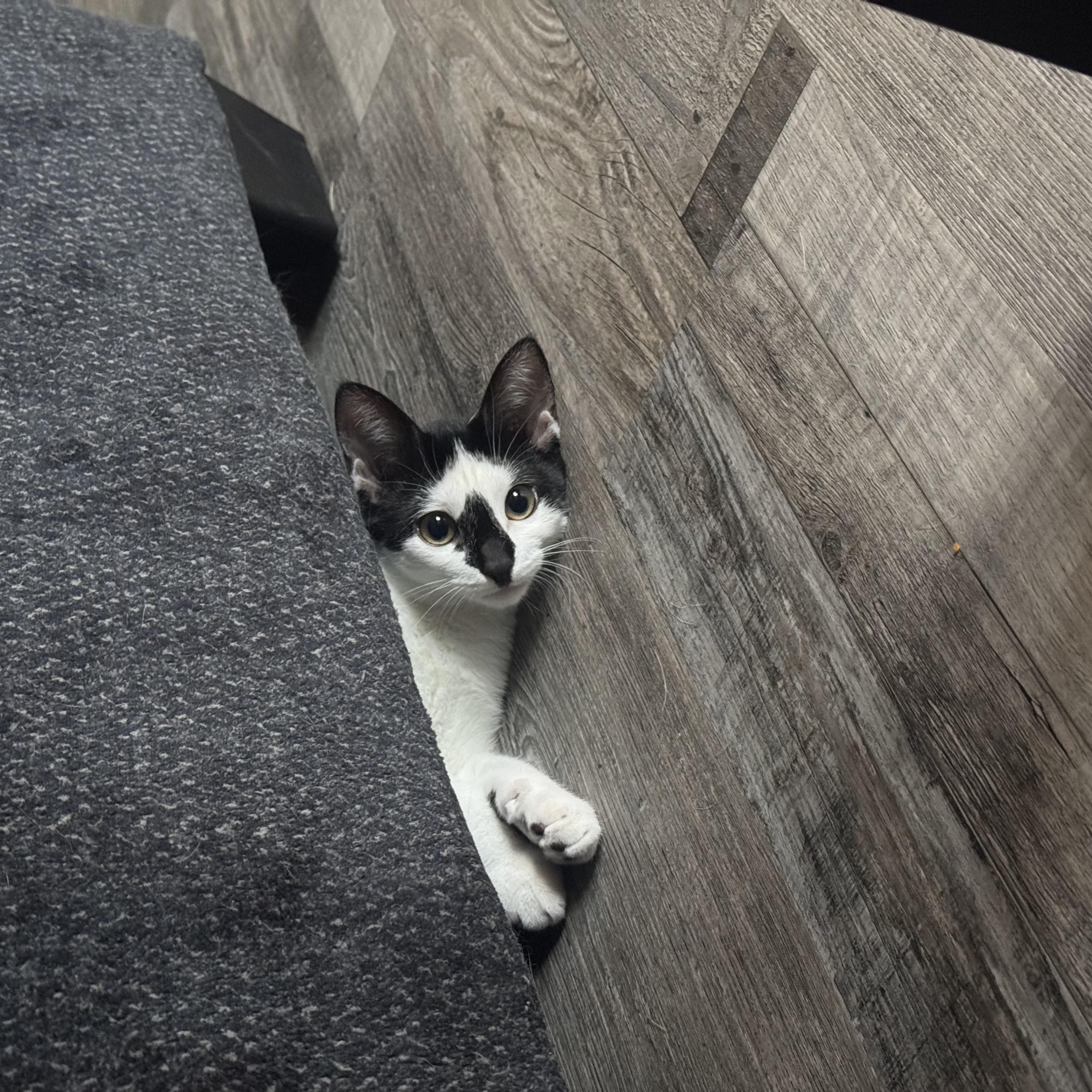 Millie, Adoptable, Young Female Domestic Short Hair.