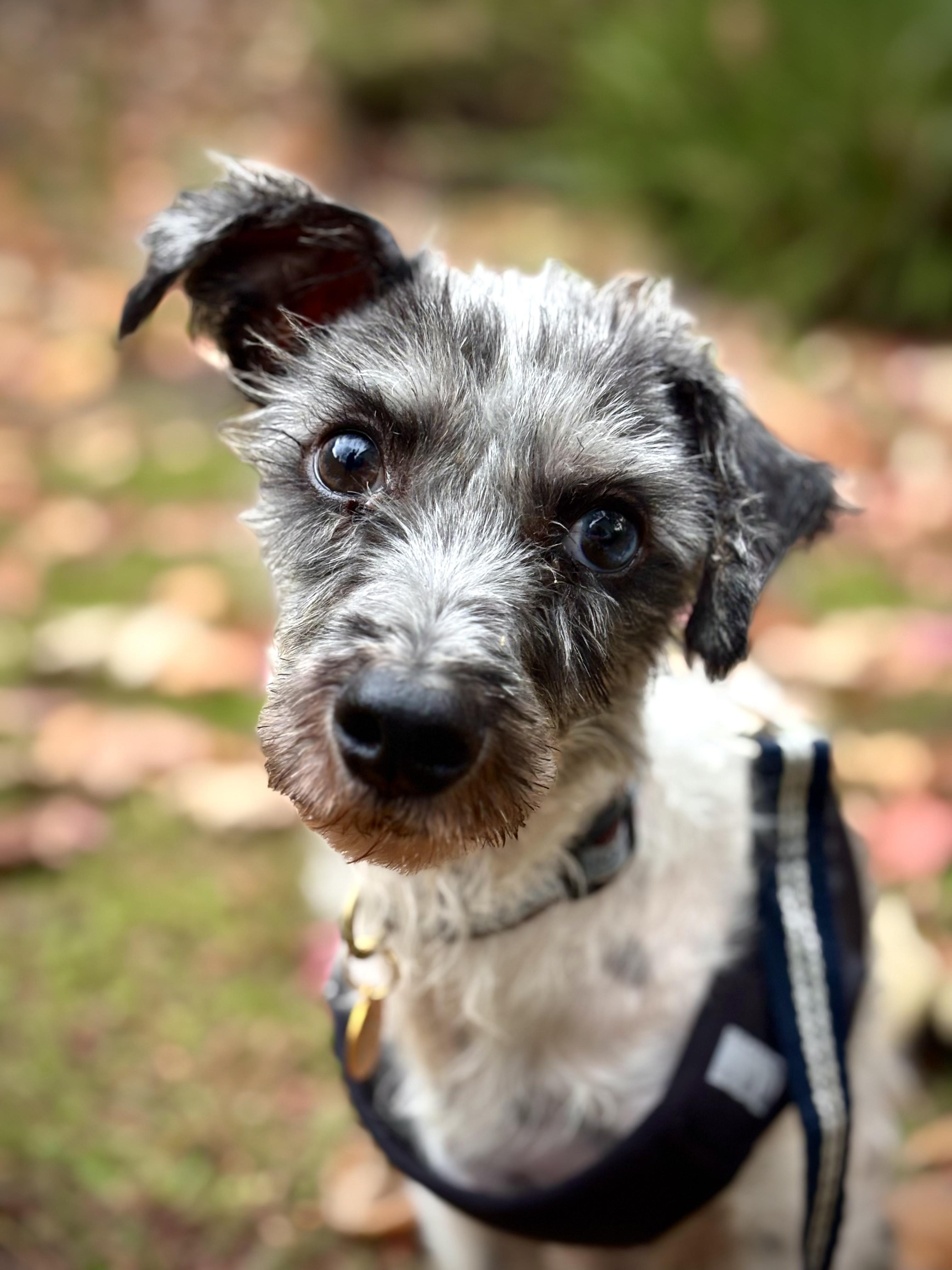 Ozzie, ADOPTABLE, Adult Male Maltese.
