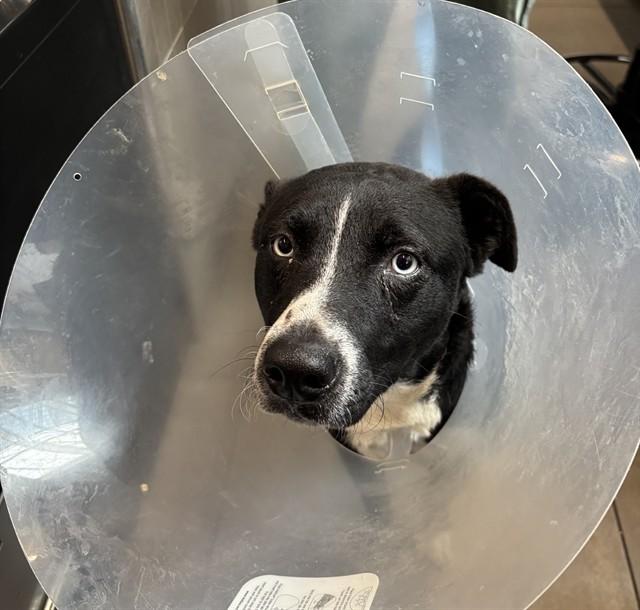 Enlarge ROCKY, a Adoptable mixed breed in Omaha, NE image 1/1