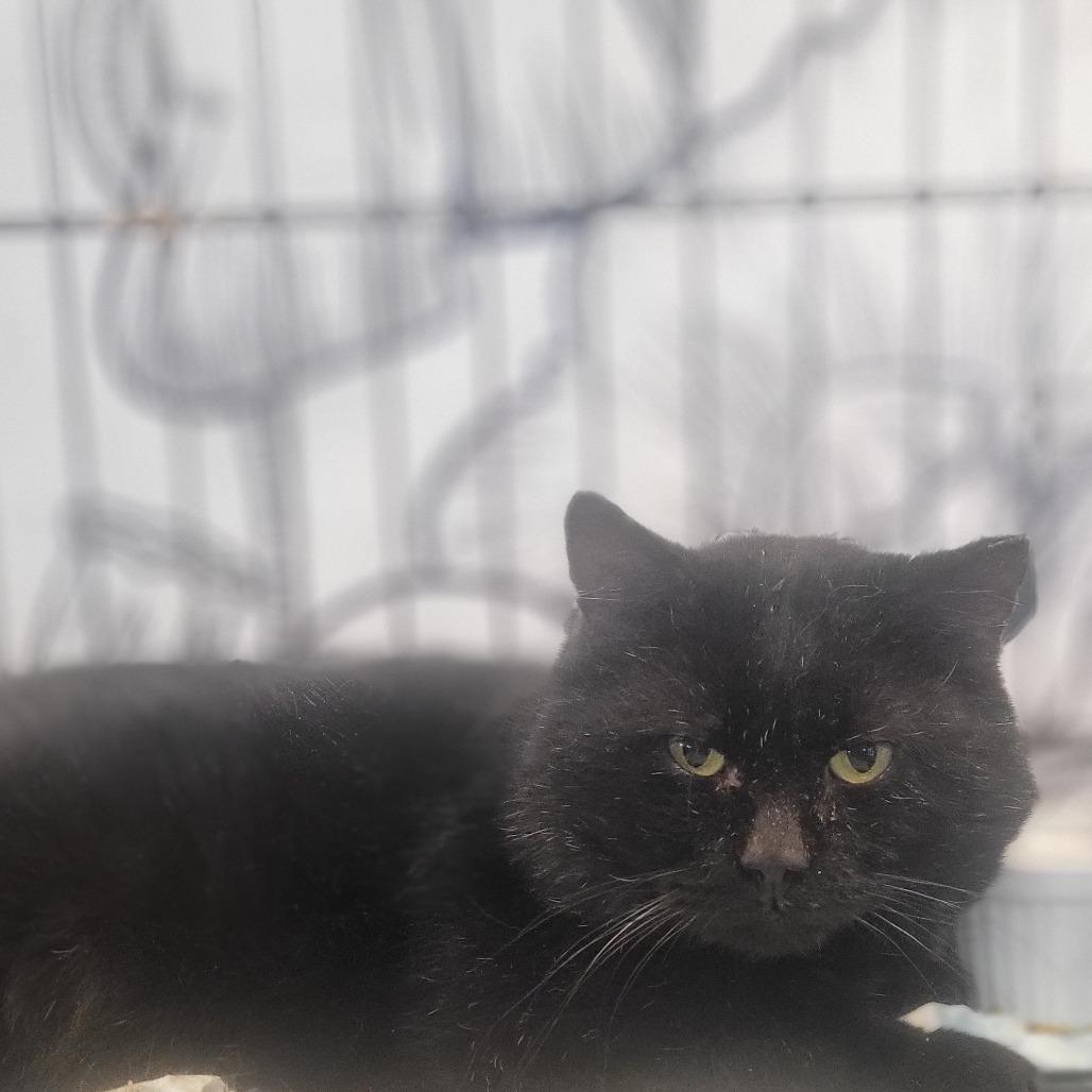 Pather, Adoptable, Adult Male Domestic Short Hair.