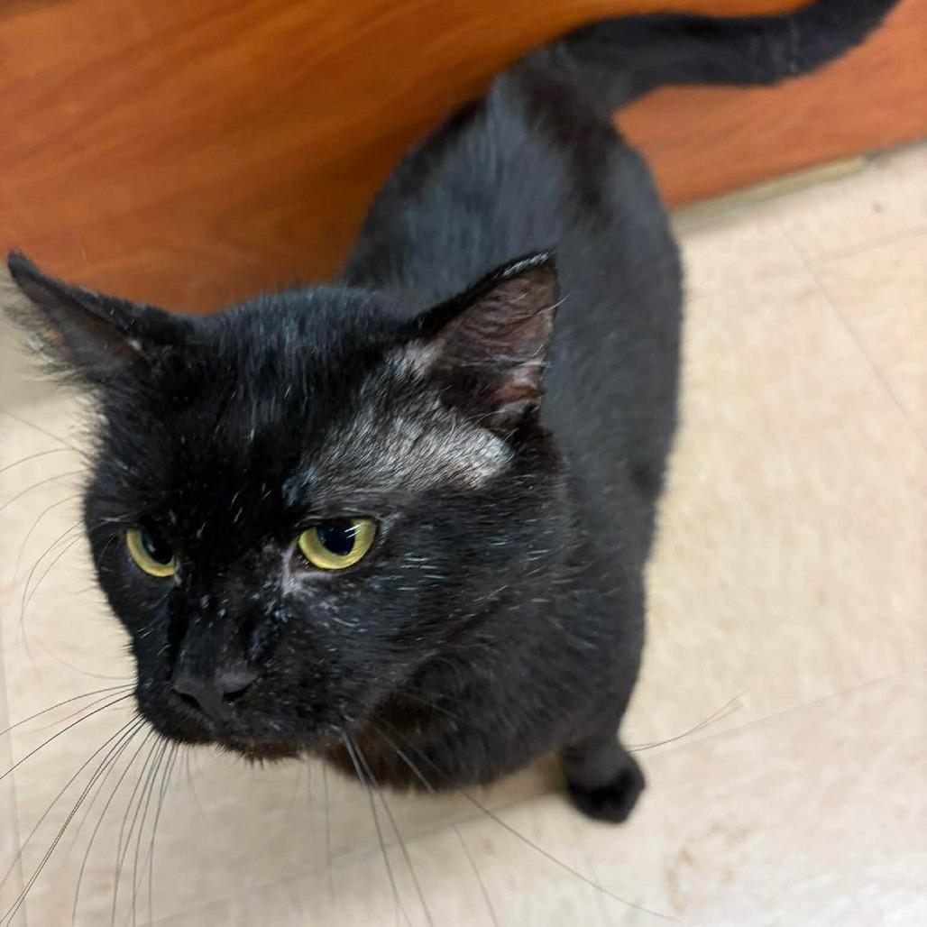 Enlarge Pather, a Adoptable Domestic Short Hair in Rochester, MN image 2/6
