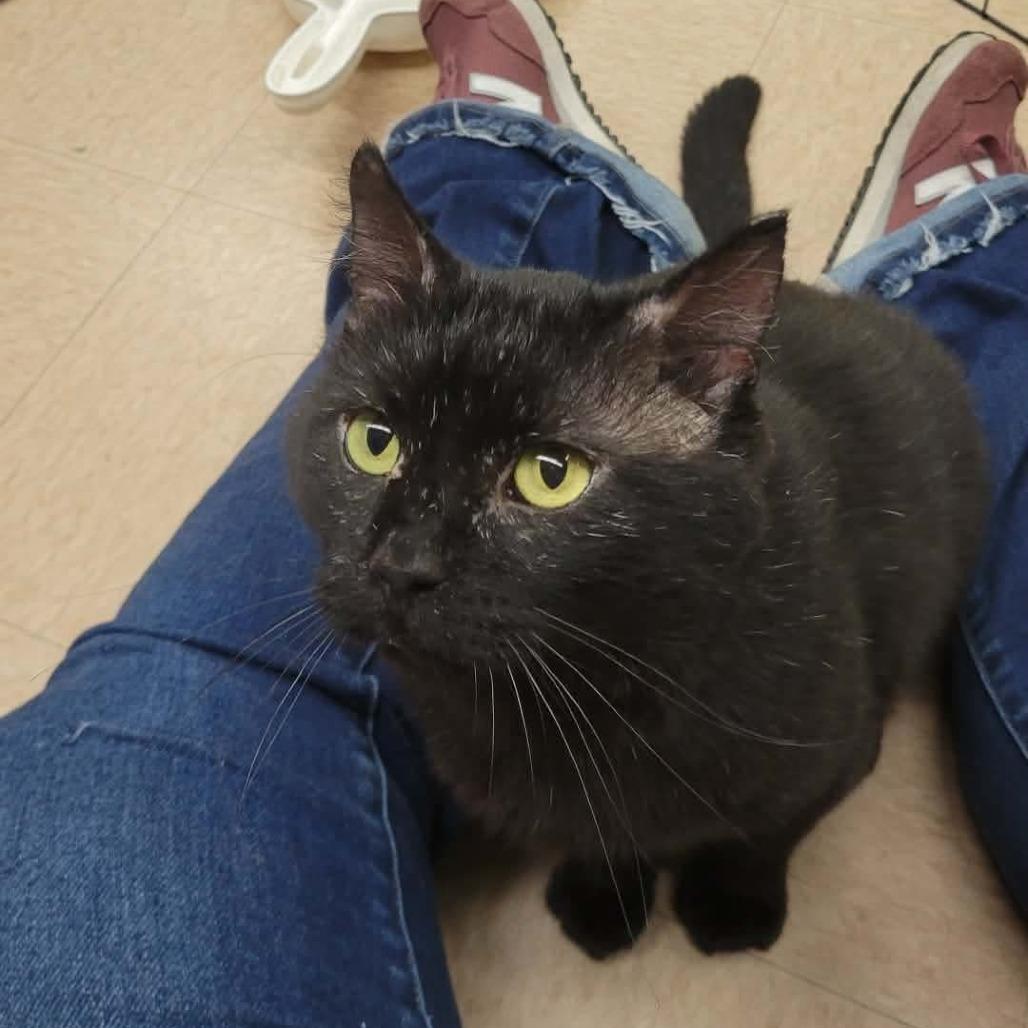 Enlarge Pather, a Adoptable Domestic Short Hair in Rochester, MN image 3/6