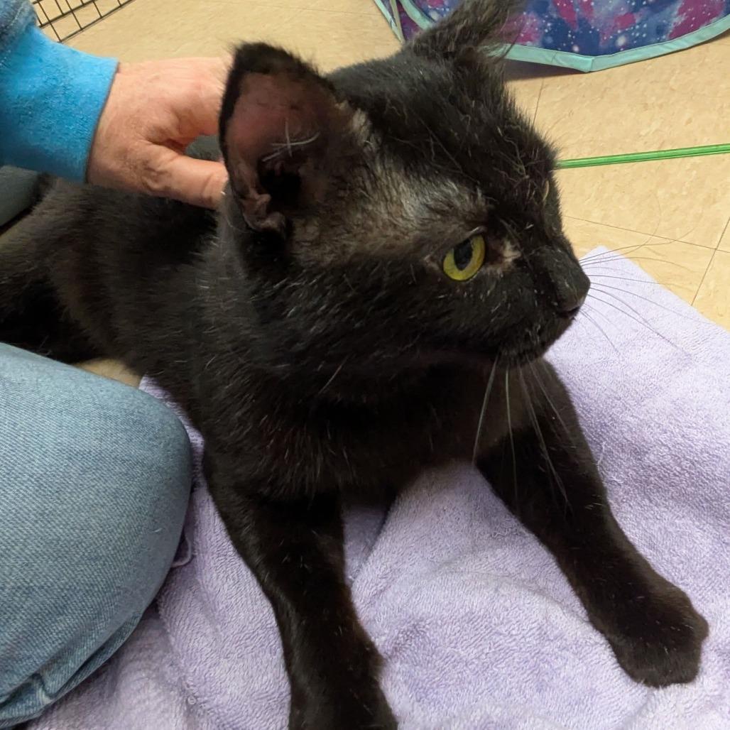 Enlarge Pather, a Adoptable Domestic Short Hair in Rochester, MN image 4/6