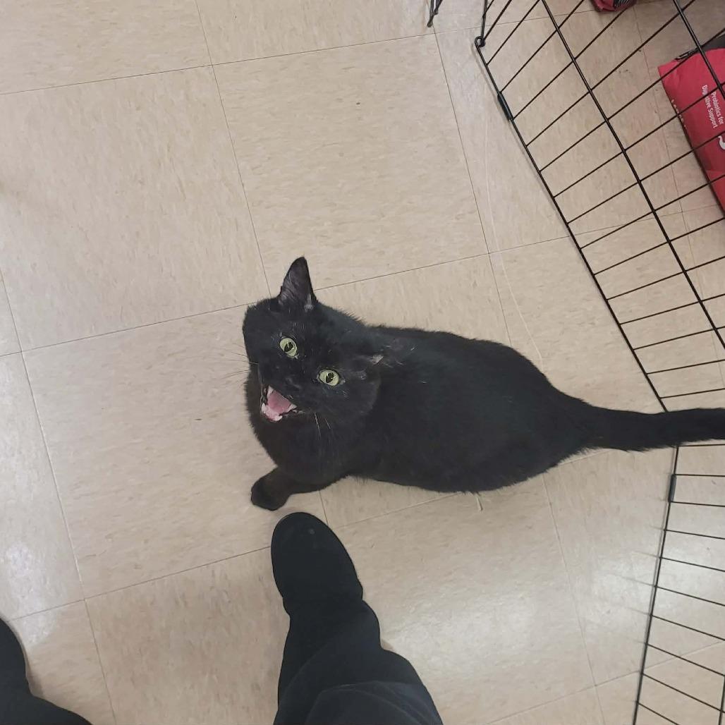 Enlarge Pather, a Adoptable Domestic Short Hair in Rochester, MN image 5/6