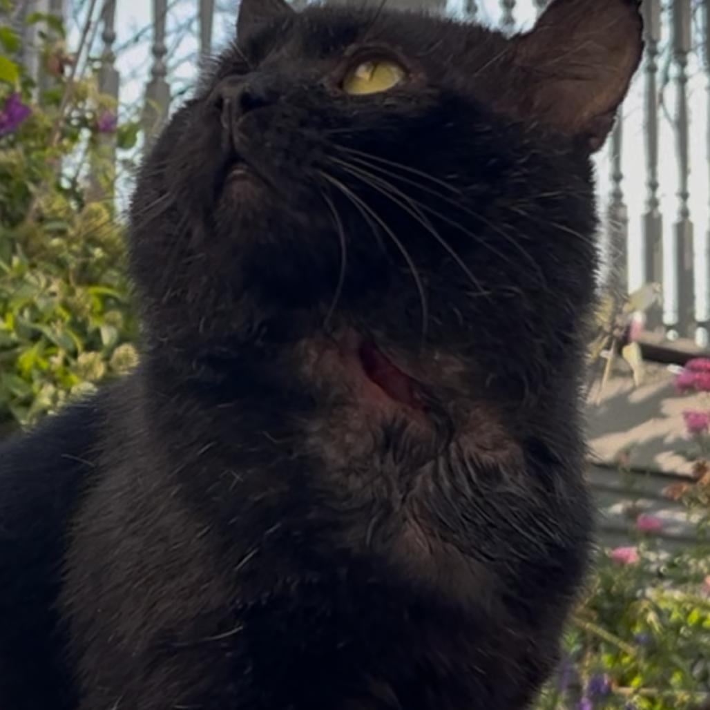 Enlarge Pather, a Adoptable Domestic Short Hair in Rochester, MN image 2/2