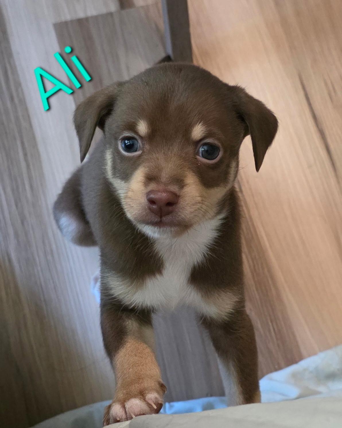 Ali, a ADOPTABLE mixed breed in Aurora, IL image 1/4