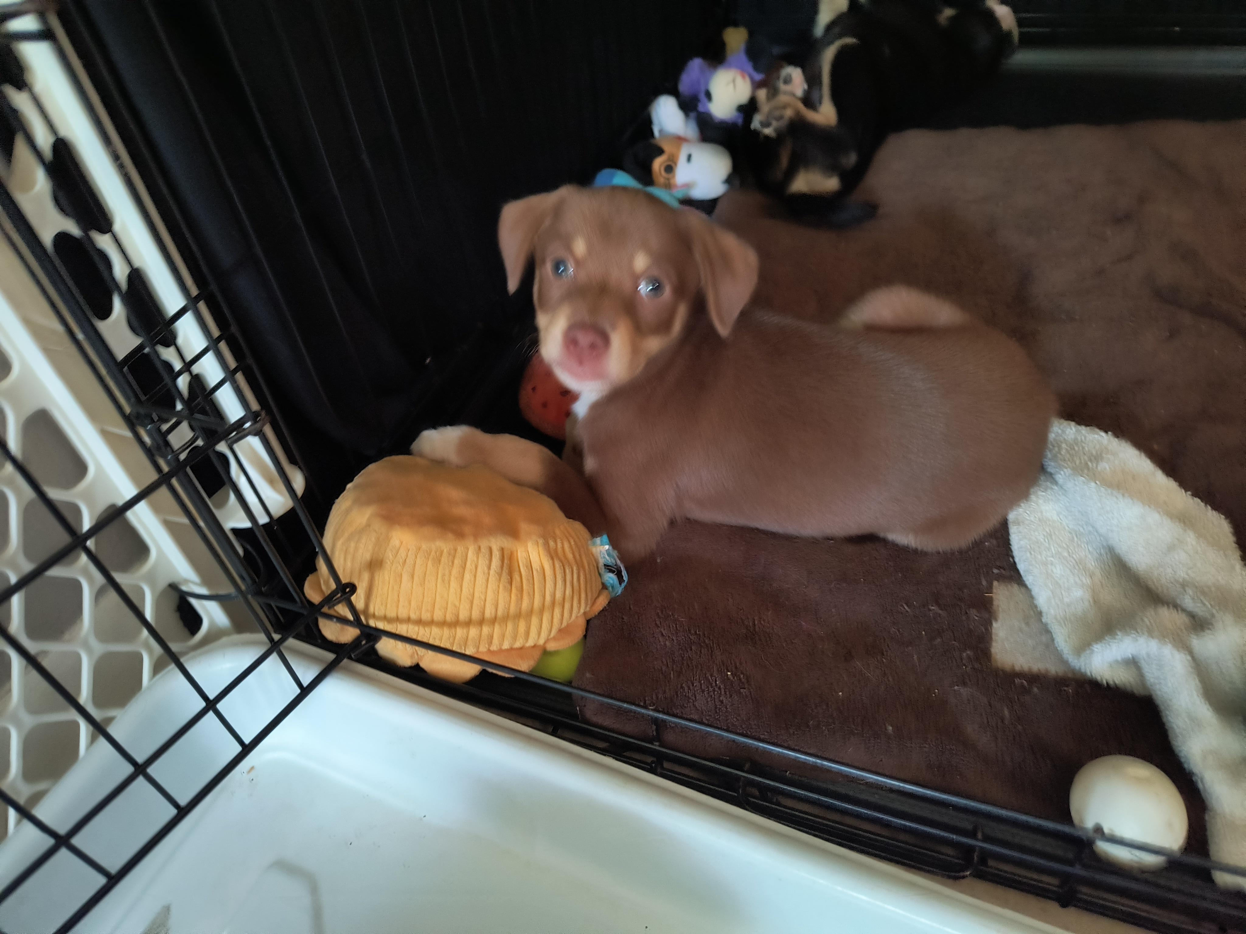 Ali, a ADOPTABLE mixed breed in Aurora, IL image 3/4
